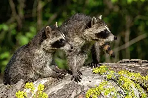 Lotor: RACCOON