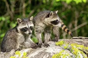 Lotor: RACCOON