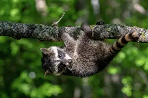Lotor: RACCOON