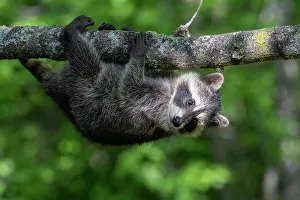 Lotor: RACCOON