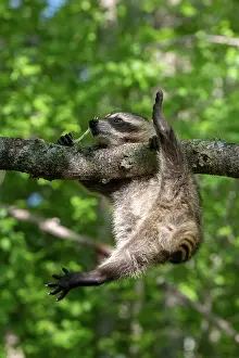 Lotor: RACCOON