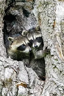 Lotor: RACCOON