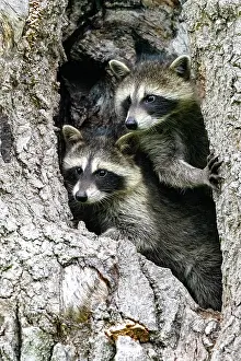 Lotor: RACCOON