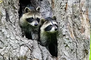 Lotor: RACCOON
