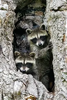 Lotor: RACCOON