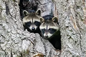 Lotor: RACCOON