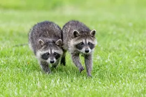 Lotor: RACCOON