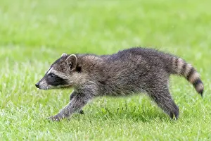 Lotor: RACCOON