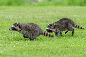 Lotor: RACCOON