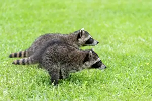 Lotor: RACCOON
