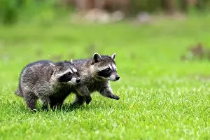 Lotor: RACCOON