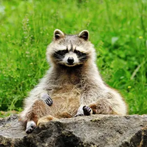 Lotor: Raccoon
