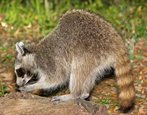 Procyonidae: Raccoon adult digging for grubs
