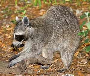 Procyonidae: Raccoon adult feeling for grubs