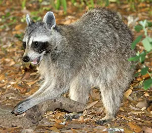 Procyonidae: Raccoon adult feeling for grubs