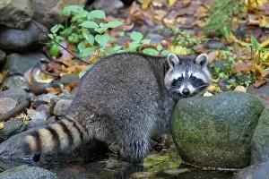 Racoon: Raccoon - adult foraging in a pond in autumn - Germany