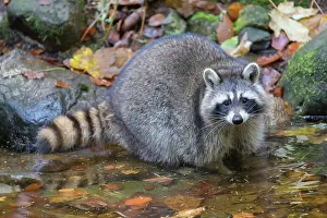 Racoon: Raccoon - adult foraging in a pond in autumn - Germany