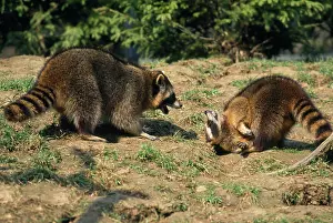 Submissive: Raccoon - aggresive / submissive behaviour