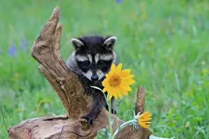 Lotor: Raccoon - baby