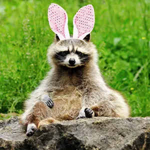 310320: Raccoon with bunny ears