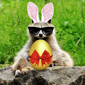 310320: Raccoon with bunny ears Easter egg and sunglasses