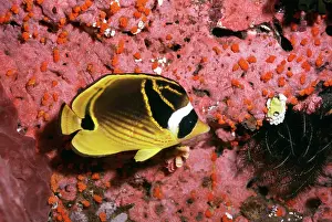 Chaetodon: Raccoon Butterfly Fish