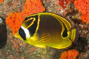 Raccoon: Raccoon butterflyfish (Chaetodon lunula), Aliwal