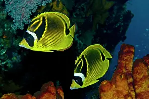 Aggregate: Raccoon Butterflyfish - Generally seen in pairs