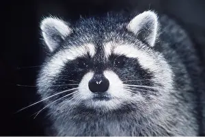 Raccoons: RACCOON - close-up of face