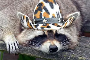 Cowboys: Raccoon in cowboy hat