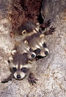 Dens: Raccoon - cubs venture out of tree den nest