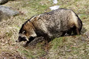 Procyonoides: Raccoon Dog