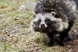 Procyonoides: Raccoon Dog