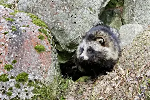 Procyonoides: Raccoon Dog