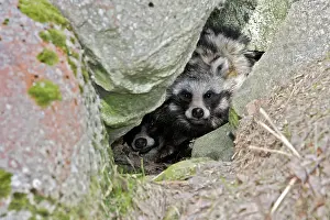 Procyonoides: Raccoon Dog