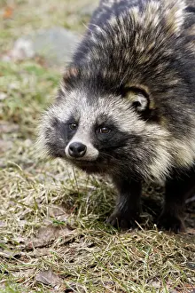 Procyonoides: Raccoon Dog