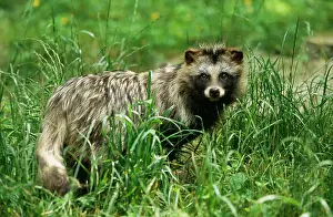 Procyonoides: Raccoon Dog