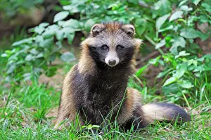Procyonoides: Raccoon dog