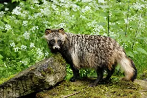 Procyonoides: Raccoon dog