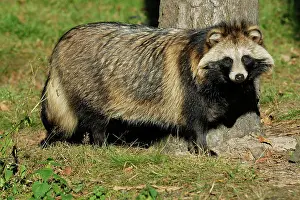 Procyonoides: Raccoon dog