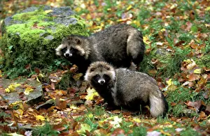 Procyonoides: Raccoon Dog - among autumn leaves
