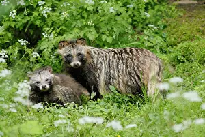 Procyonoides: Raccoon dog - mother with young one