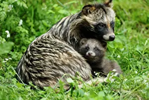 Procyonoides: Raccoon dog - mother with young one