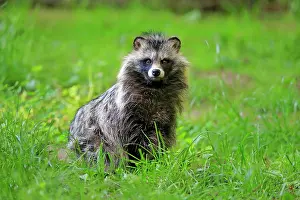 Procyonoides: Raccoon dog (Nyctereutes procyonoides), adult, alert