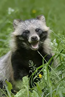 Snout: Raccoon dog (Nyctereutes procyonoides), animal portrait