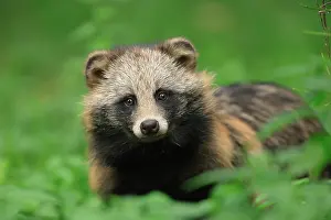 Procyonoides: Raccoon dog (Nyctereutes procyonoides), animal portrait