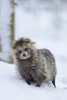 Procyonoides: Raccoon Dog (Nyctereutes procyonoides), stay in snow, winter