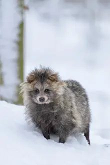 Procyonoides: Raccoon Dog (Nyctereutes procyonoides), stay in snow, winter