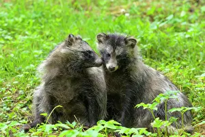 200722: Raccoon dog (Nyctereutes procyonoides), two animals