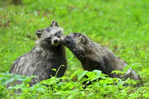 200722: Raccoon dog (Nyctereutes procyonoides), two animals